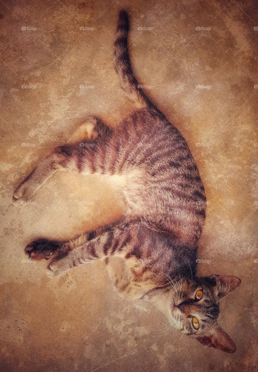 THE CAT IS LYING ON THE FLOOR