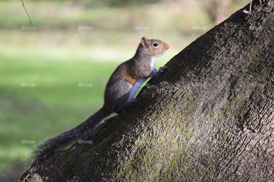 Squirreling Around
