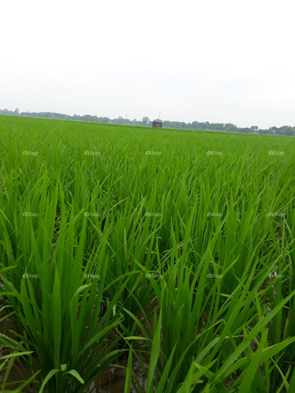 Indian beautiful picture