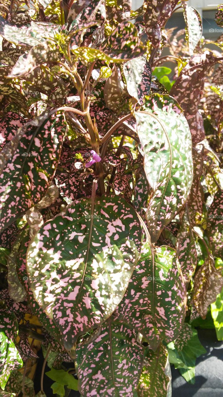 Tree, Nature, Flora, Leaf, Flower