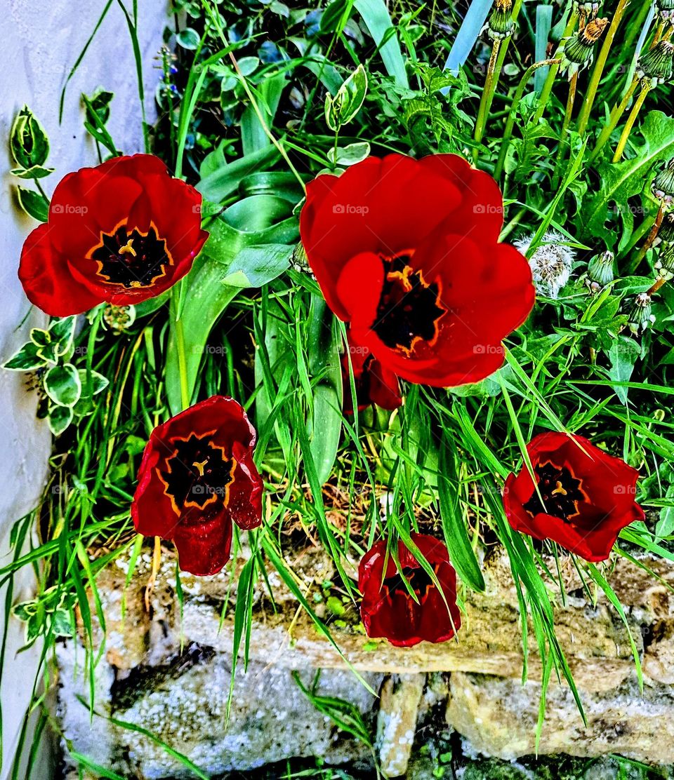 tulips in my garden
