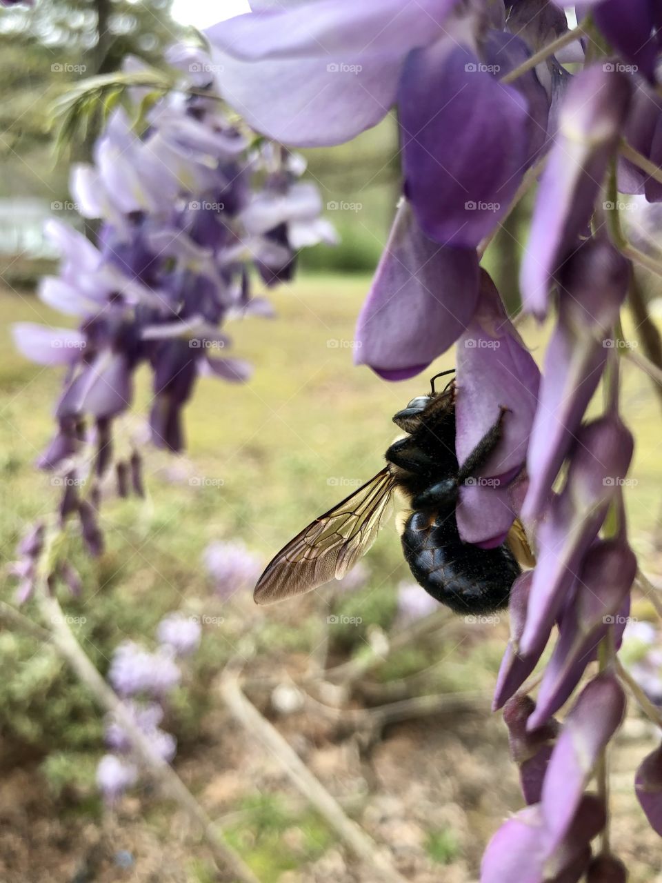Bumblebee on wisteria 