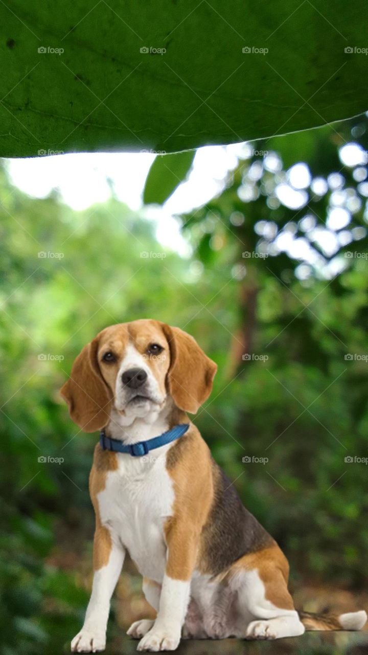 1. "Furry Joy: This adorable pup embodies pure happiness, with its tail wagging and eyes full of excitement. A snapshot of boundless joy!"
2. "Sunset Stroll: A loyal canine comp