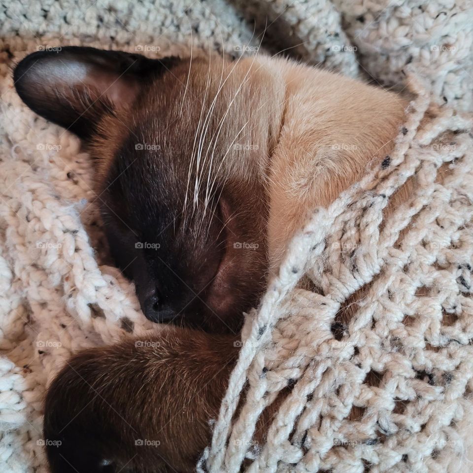 Sleeping Siamese