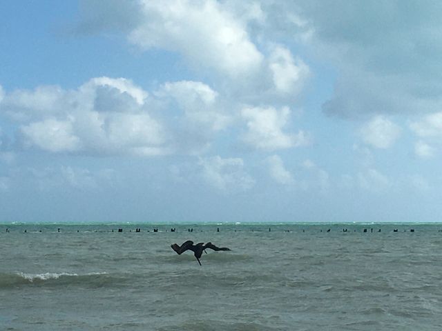Bird fishing in Key West