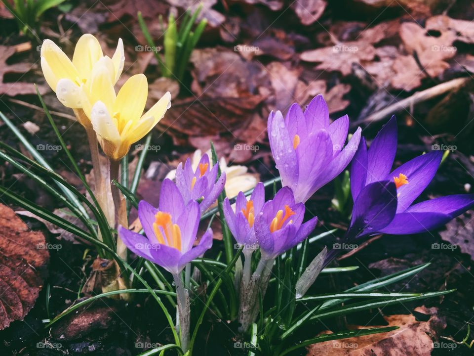 Spring flowers - crocuses