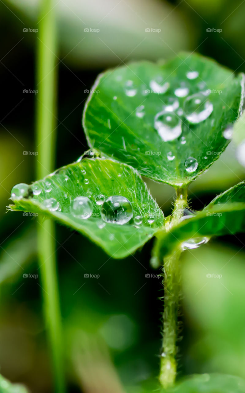 Water droplets over green leafs