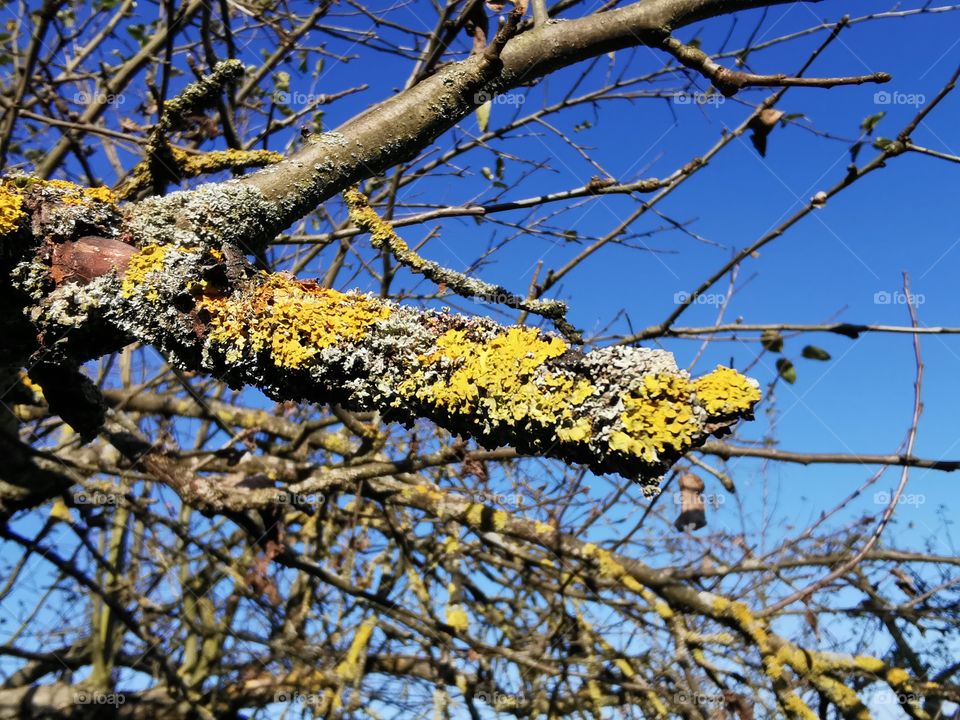 Flechten am Apfelbaum