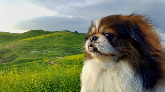 Pekingese dog looking away