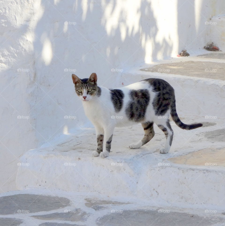 cat in Santorin