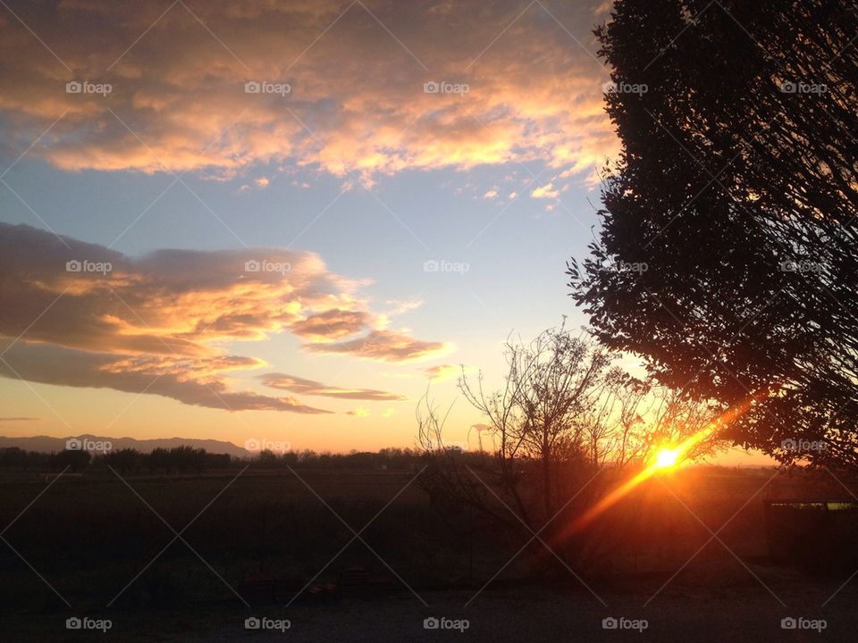 nature colors tree sun by clelia