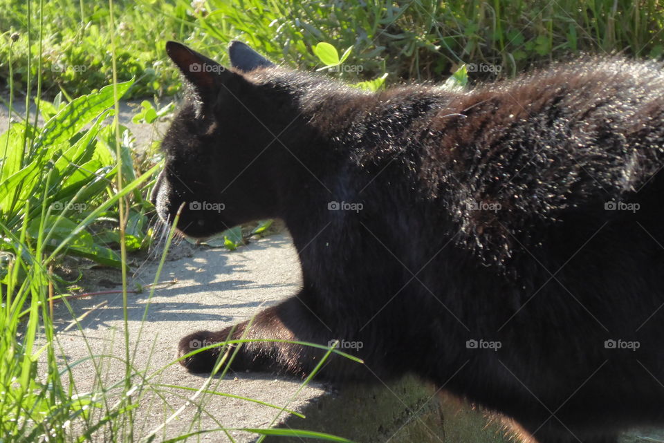  a black cat sneaking up 