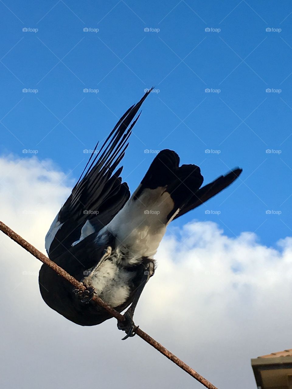 Underside view magpie bird on a wire 