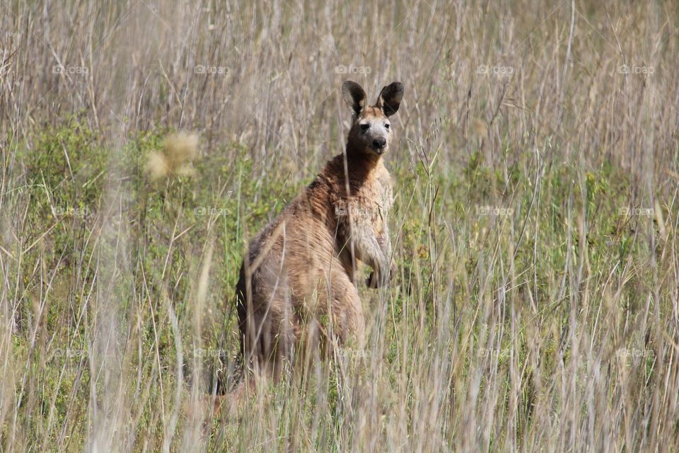 Big old grey kangaroo watching me from the long grass