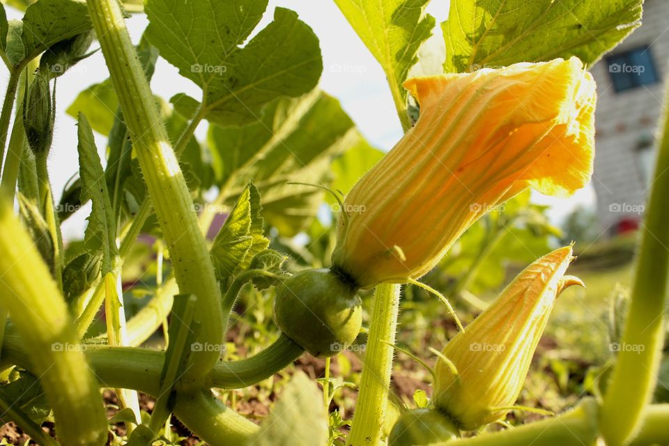 Цветы, насекомые, мухи, лисстья, лето, небо, красные лепестки, бардовое растение, макро фото