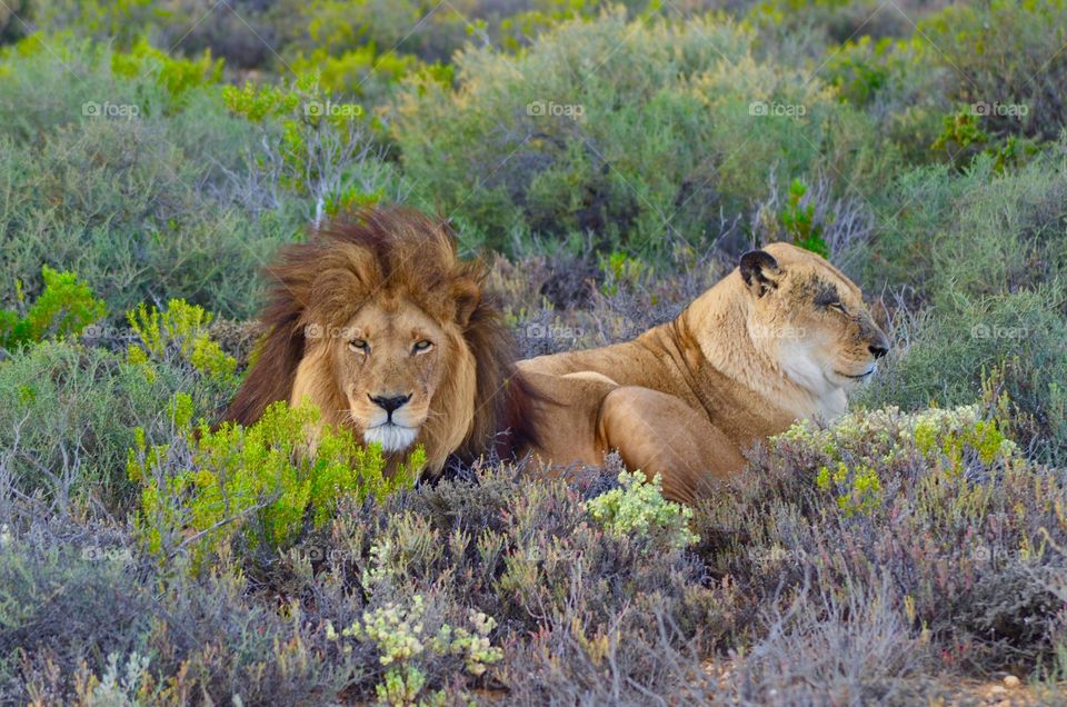 Lion with lioness sitting on grass in forest