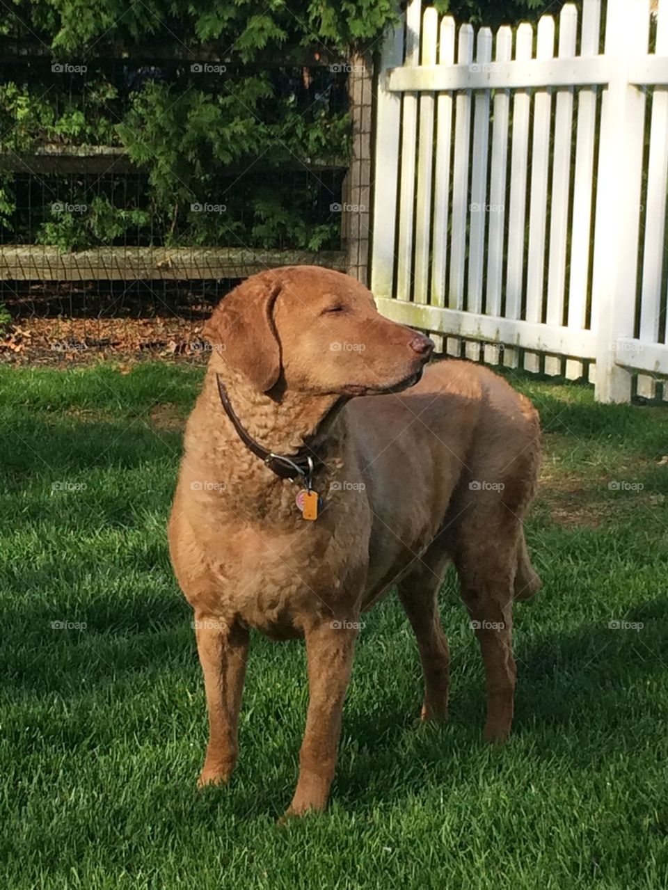Chesapeake Bay Retriever