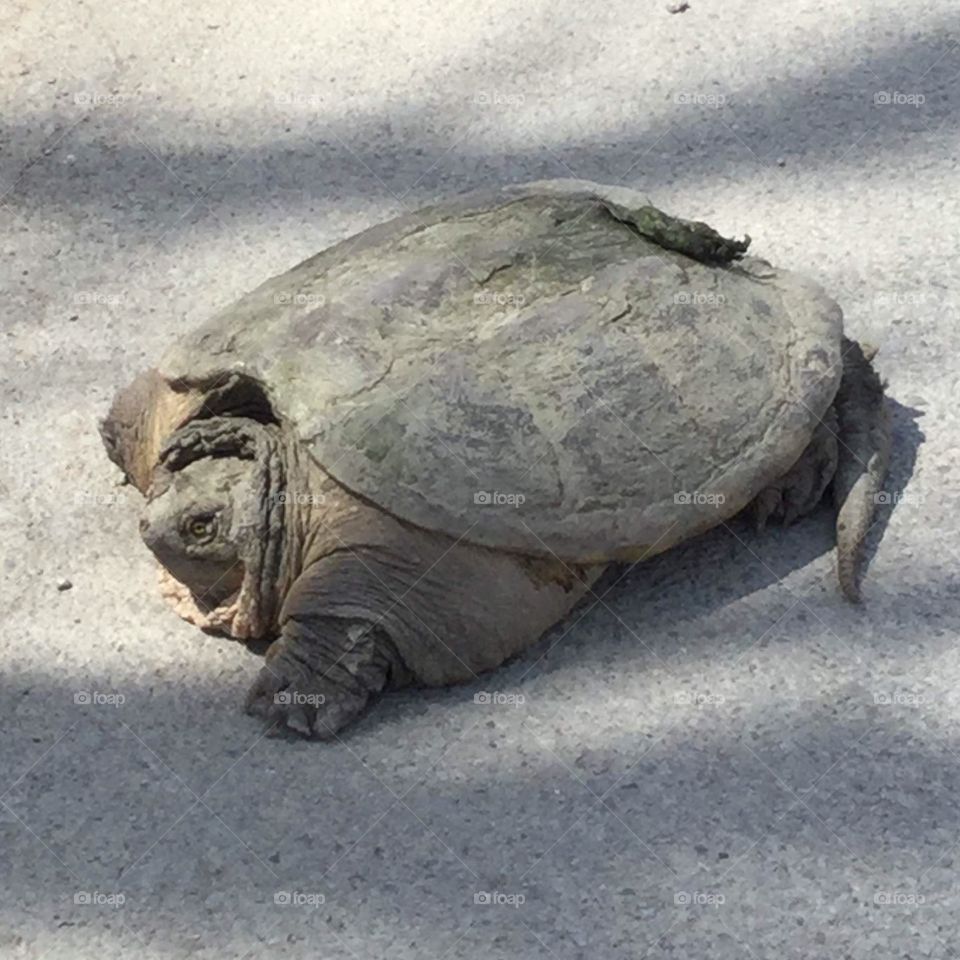 A snapping turtle was crossing the road.