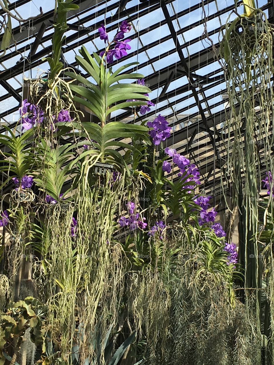 Hanging orchids in garden