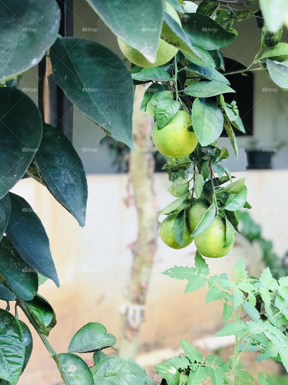 fruit from my backyard-Orange