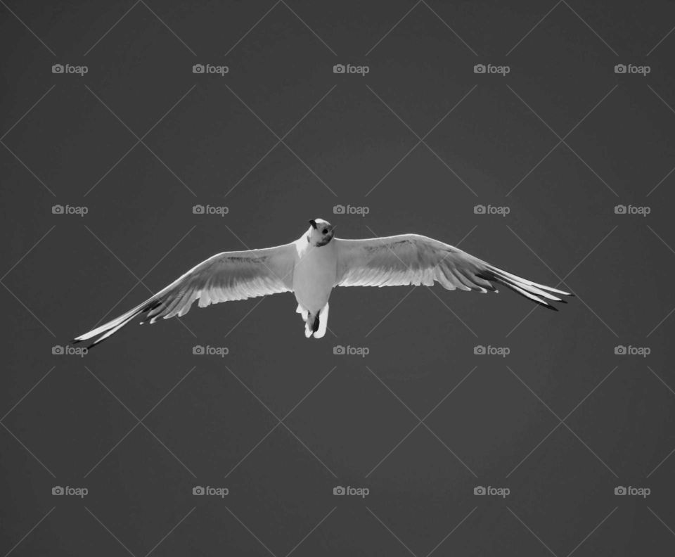 bird, blackandwhite, seagull, flying, sky