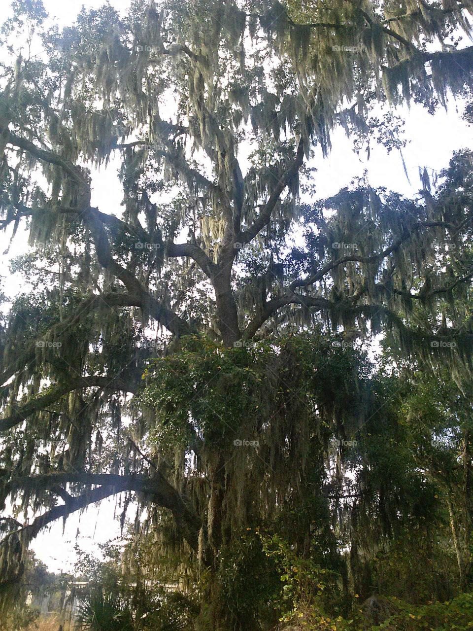 an old oak in Florida