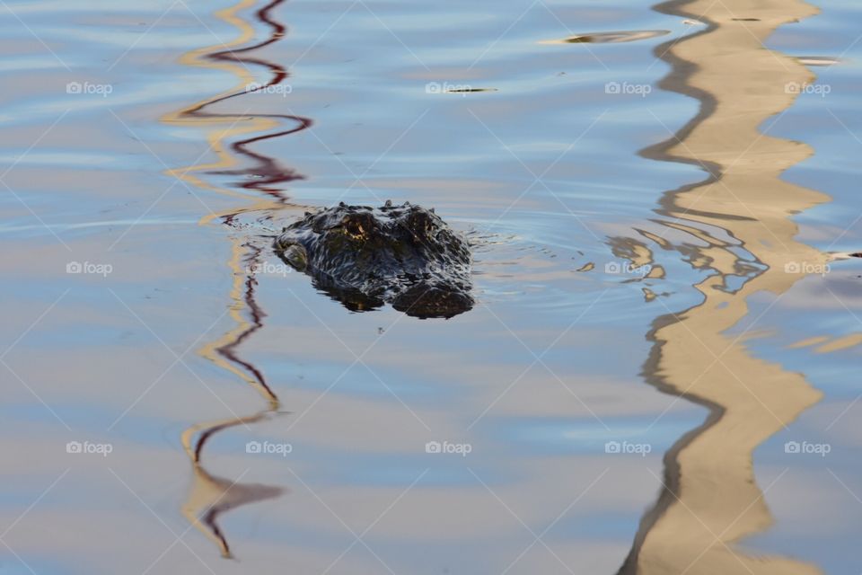 Alligator in the marina of the hotel ports of the island in Everglades City, Florida in August 2018
