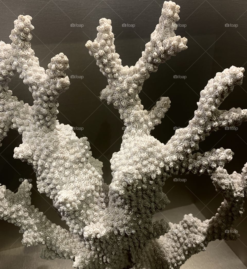 Some white coral I saw in a coffee shop