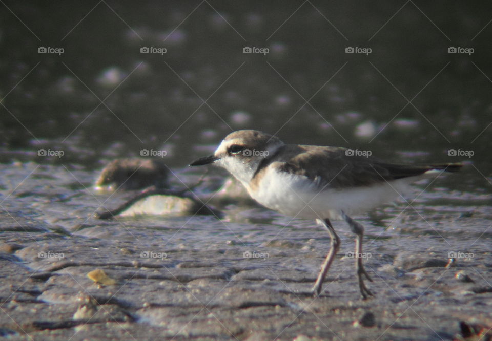 Kentish plover. Solitary body side of its. Clear white underpart for delicate. The shorebird category spending of many times to the wetland. As an easy eyes for watching with others large size of wetland's kind bird. Ex. egrets.