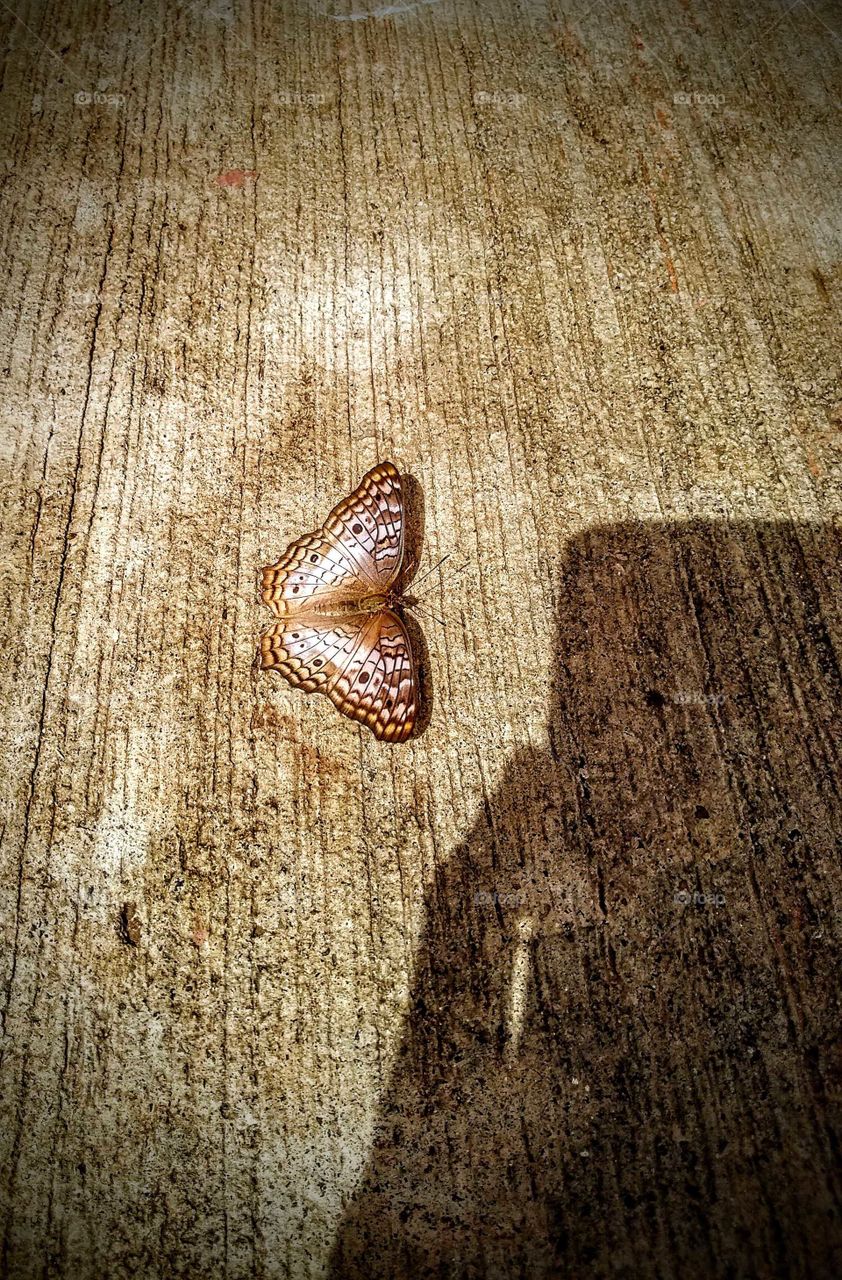 Butterfly and photographer