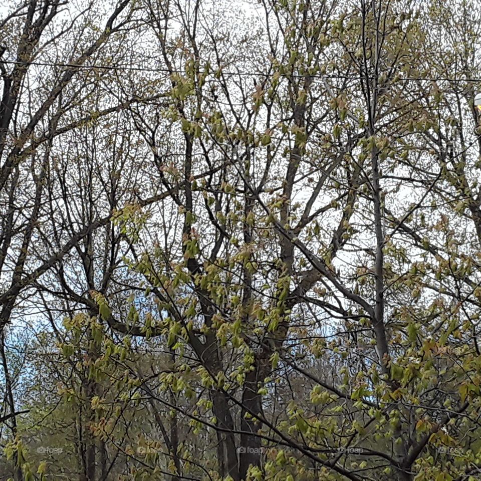 trees at the beginning of spring