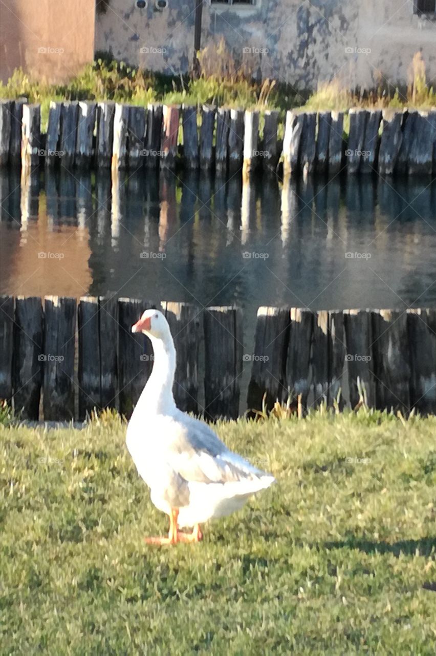 The goose and the river