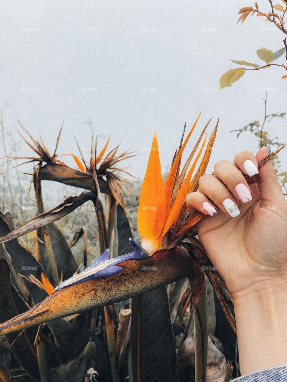 Woman manicure against natural background. Female beautiful nails. 