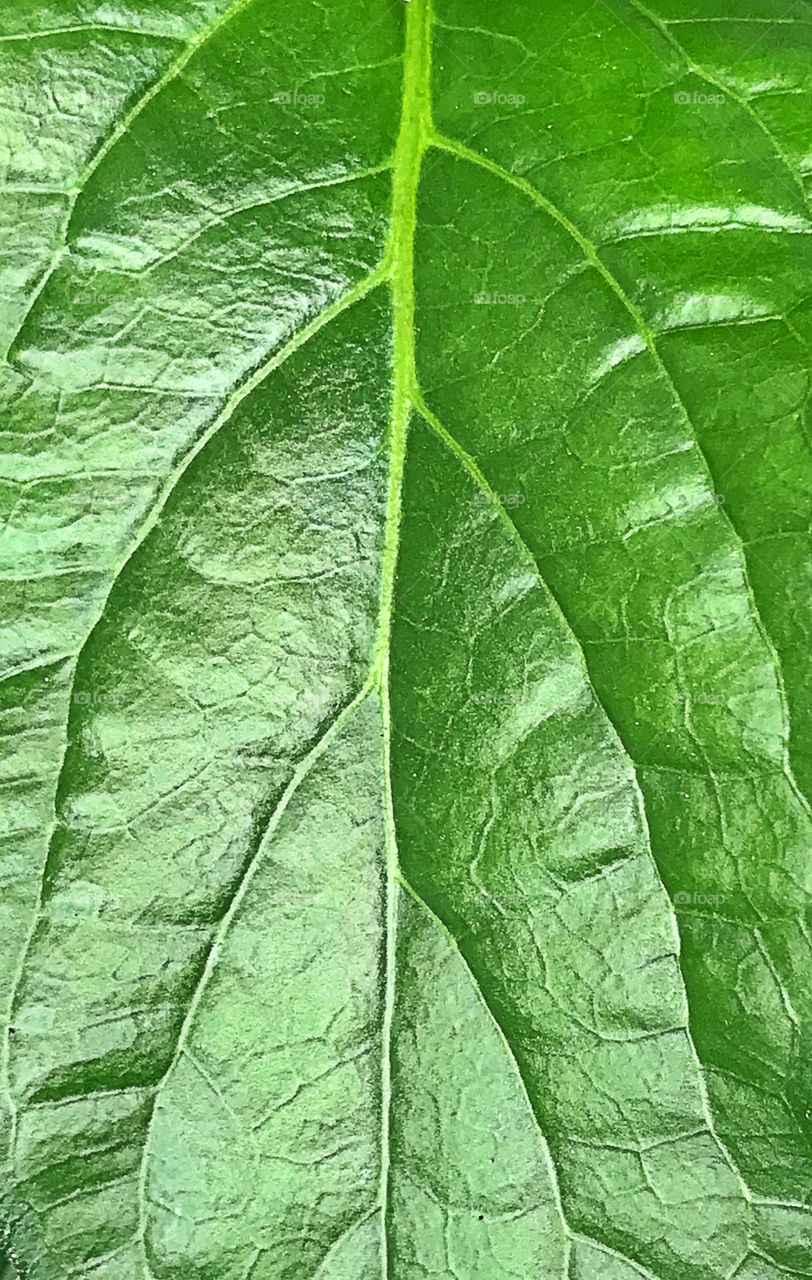 Floral leaf 