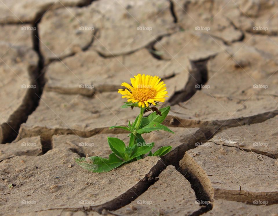 flower on cracked soil