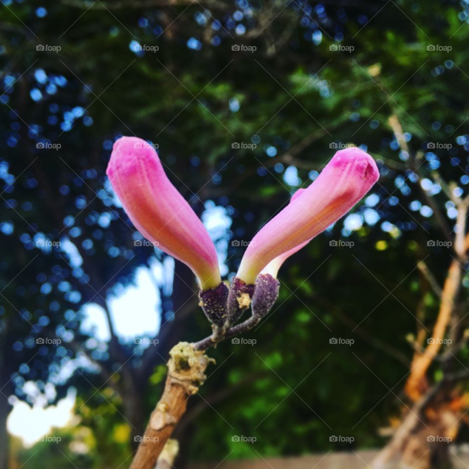 🇧🇷 As flores do pé de ipê. Como a natureza é bela e nos traz inspiração! / 🇺🇸 The flowers of the ipê tree. How beautiful nature is and brings us inspiration!