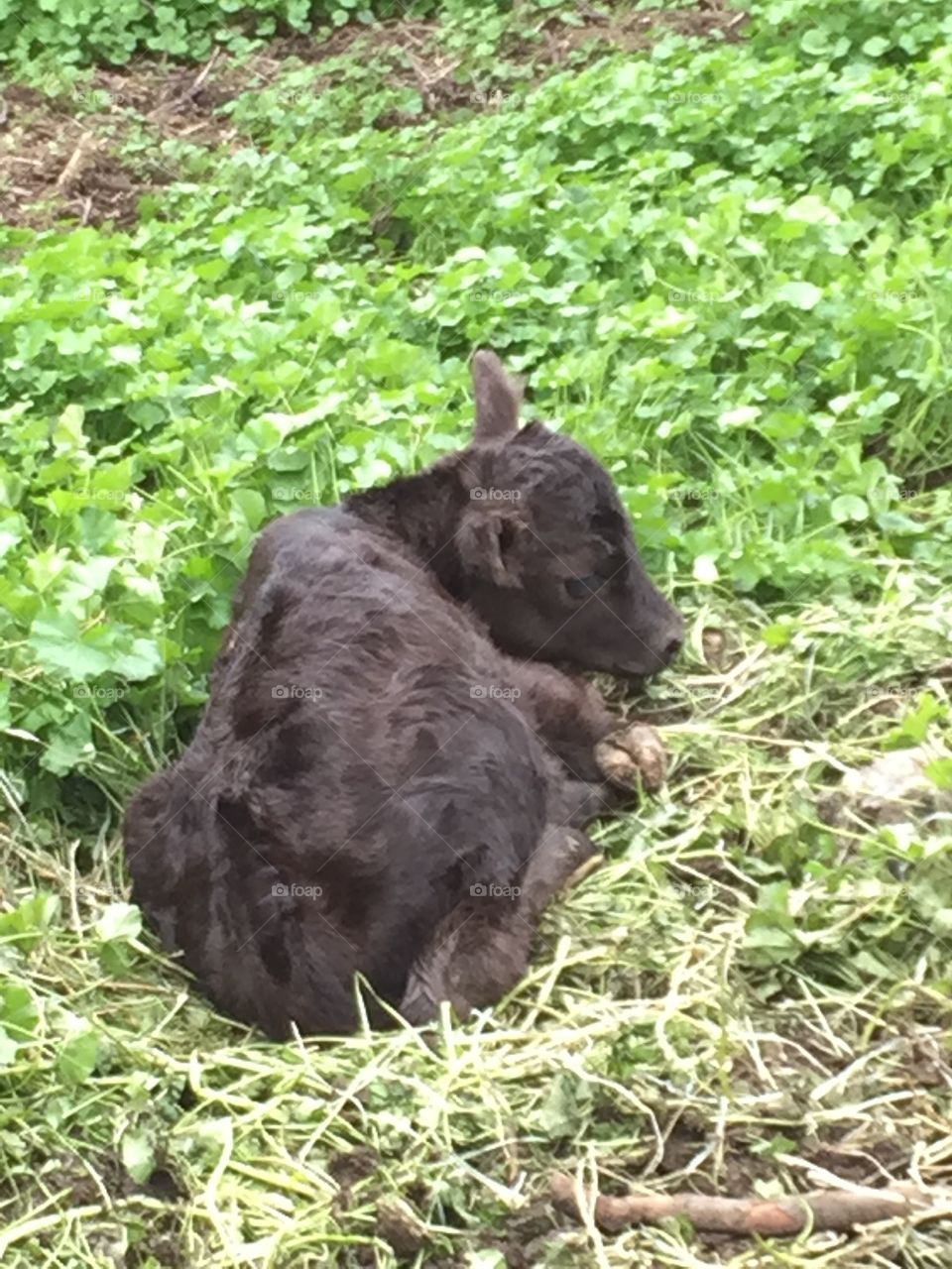 newborn calf