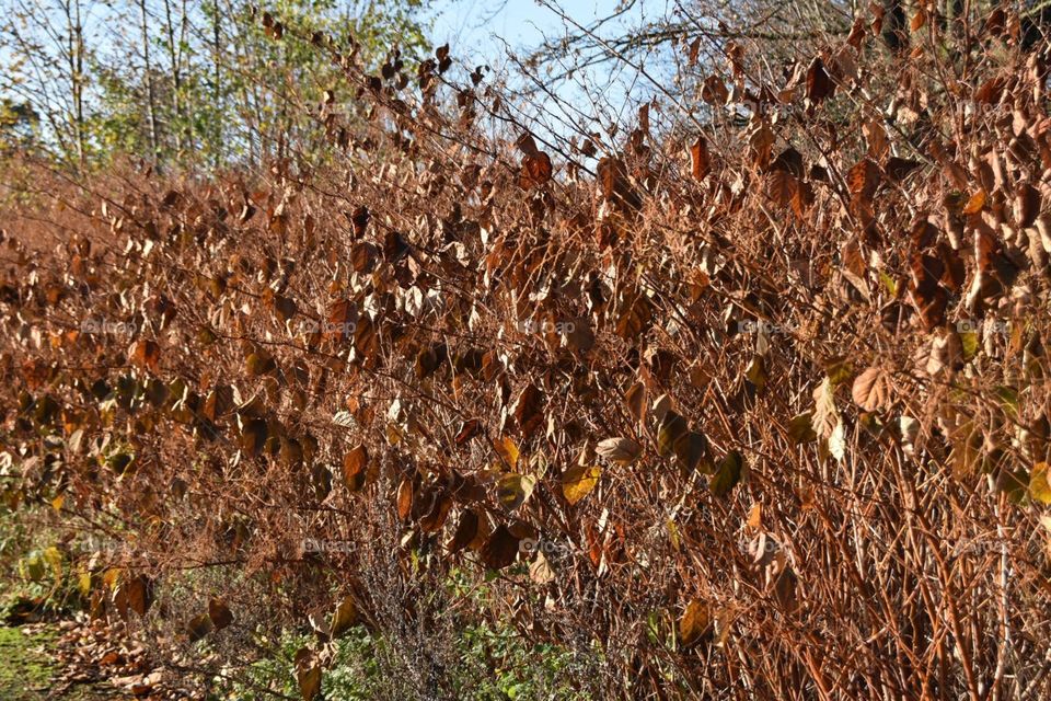 Nature, Fall, Leaf, Growth, Flora