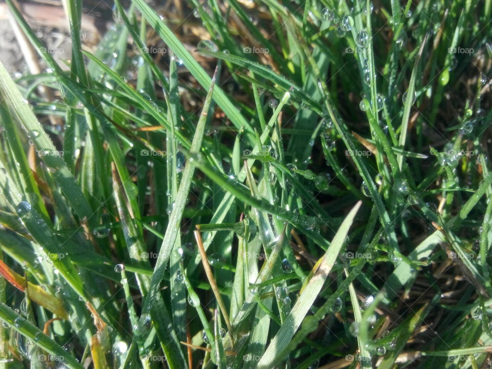 Grass with drops of rain. Green grass with many rain drops