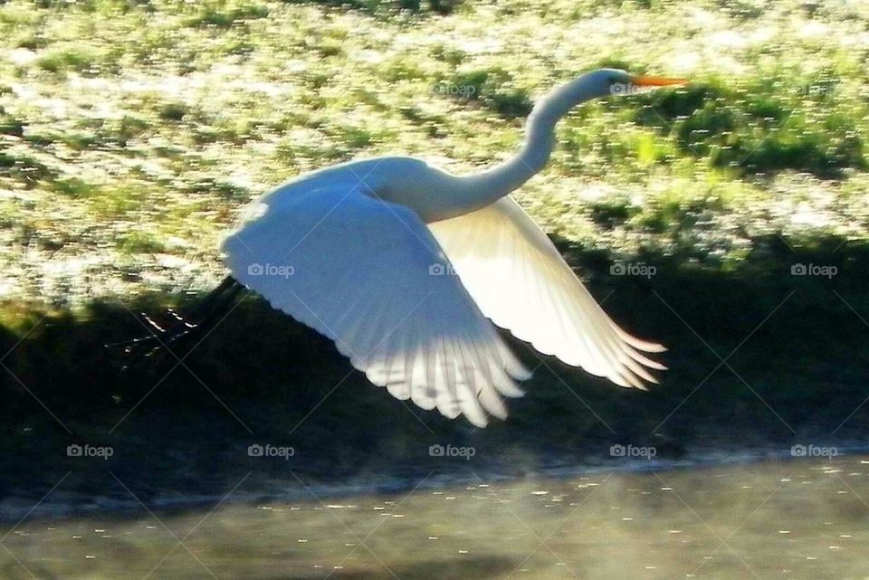 Egret in flight 2