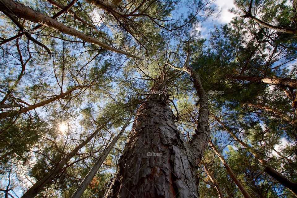 Looking up and admiring the impressive pines at Gressholmen in OSLO