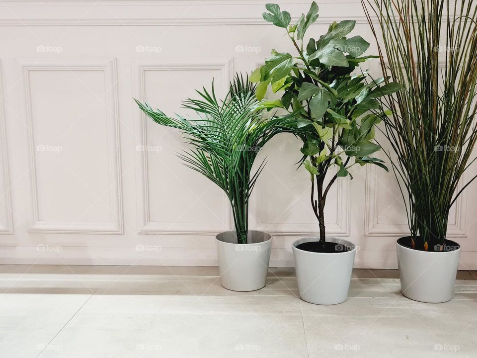 pots of green indoor plants positioned in front of a light and bright wall