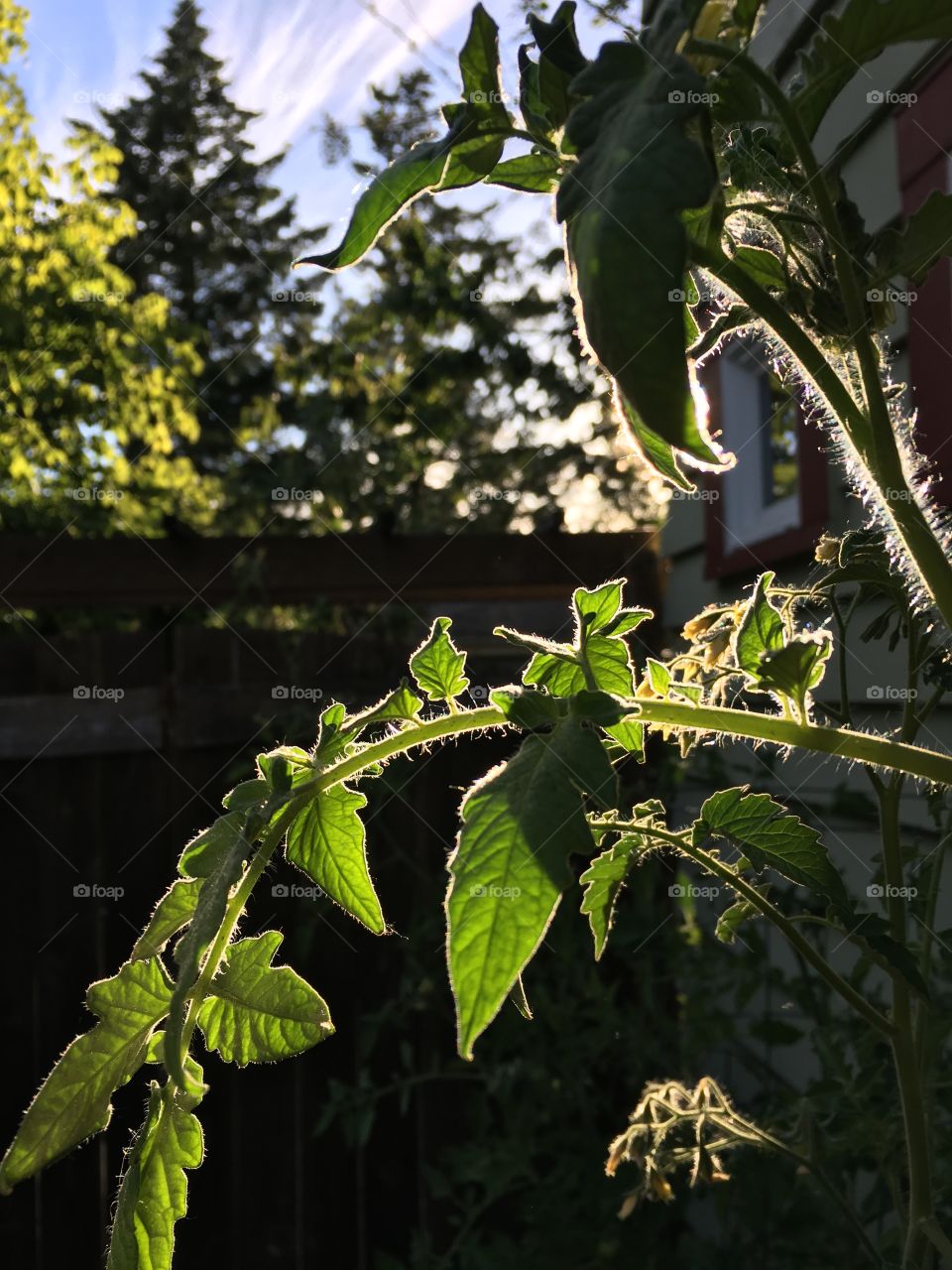 Tomato plant in the sun