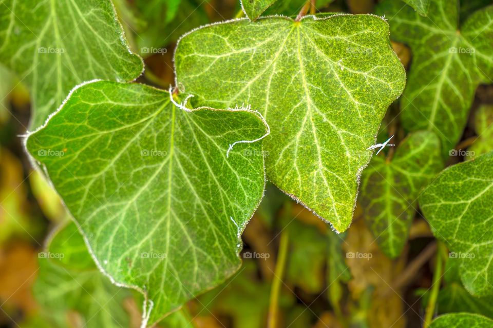 зелёные лепестки растущие на стволе дерева