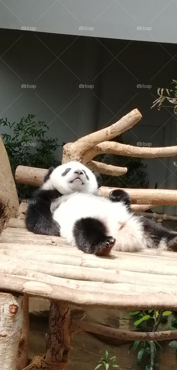 Sleeping lazy panda