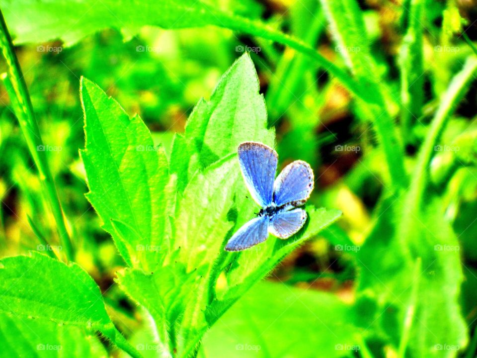 Beautiful purple butterfly 