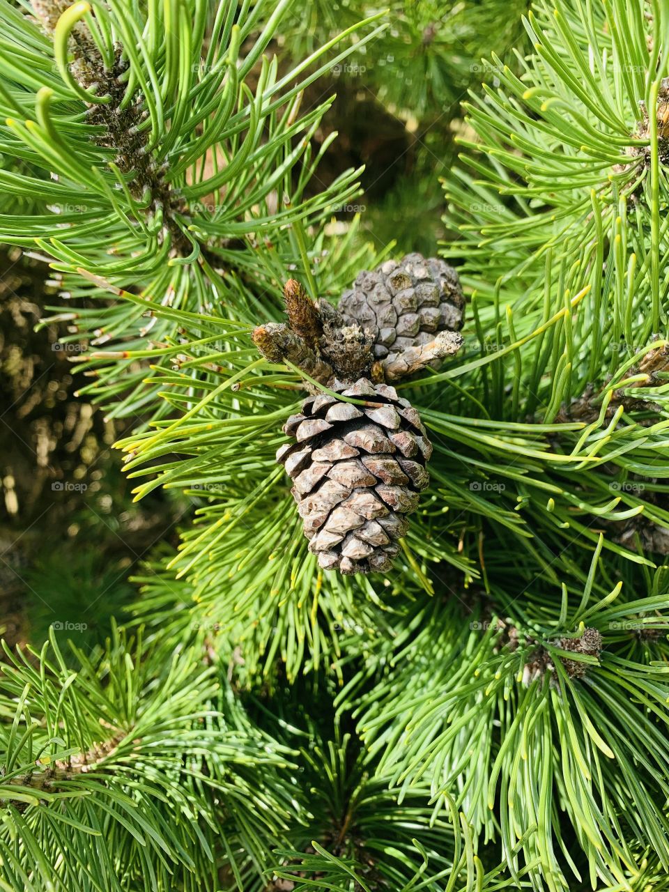 Pine tree with pine cones