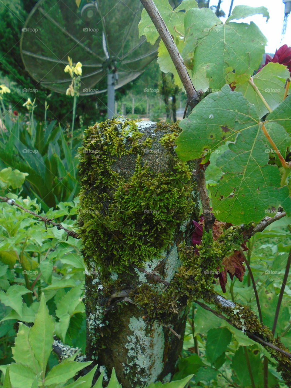 FOLIAGES, PLANTS, FLOWER, GARDEN, IMAGE.