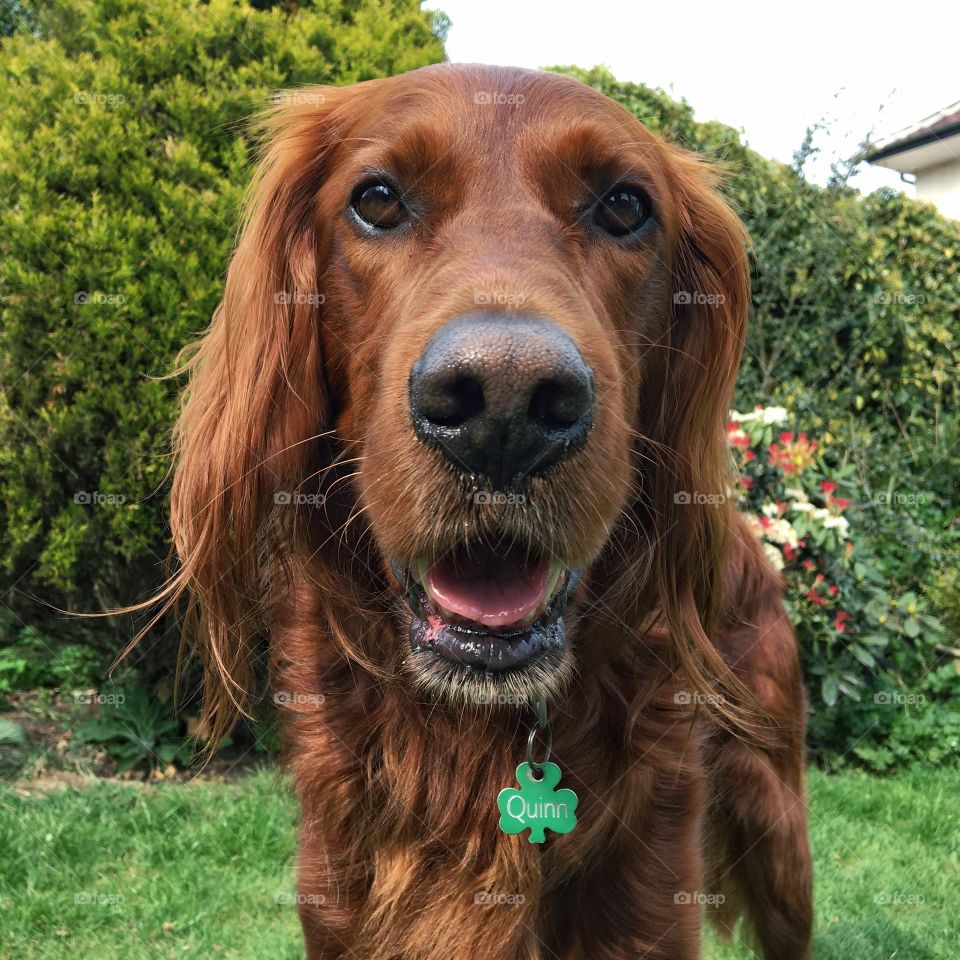 Q is for Quinn ... having some Easter Bank Holiday fun in the garden ... Oh sooo difficult to capture a pic of his dog tag name side visible 🐶 😂