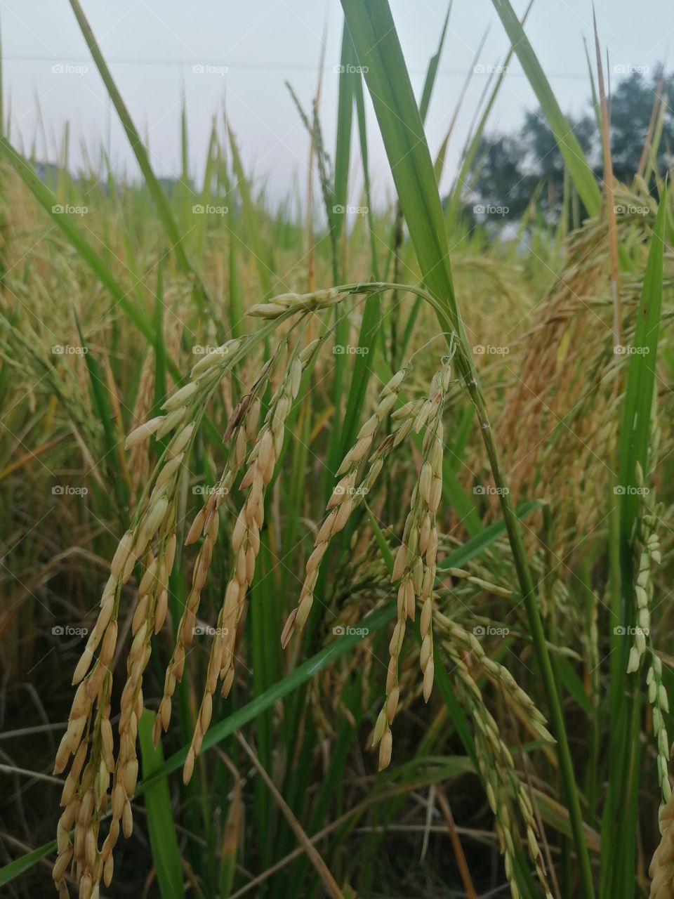 Close up of Yellow green rice field in kangra Valley, situated in Western Himalayas of Himachal Pradesh.